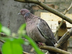 Patagioenas picazuro