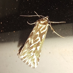 Argyrophora arcualis