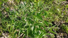 Neolasioptera perfoliata