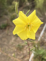 Oenothera elata