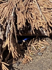 Plestiodon septentrionalis