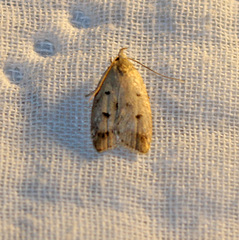 Machimia tentoriferella