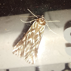 Argyrophora arcualis