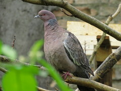 Patagioenas picazuro