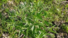 Neolasioptera perfoliata