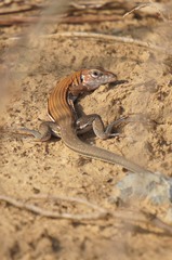 Aspidoscelis guttatus