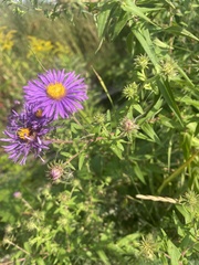 Symphyotrichum novae-angliae