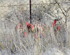 Aloe claviflora