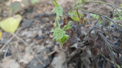 Cynoglossum officinale
