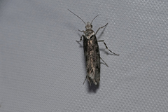 Ypsolopha sequella
