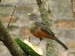 Turdus rufiventris