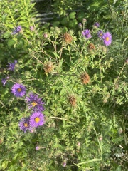 Symphyotrichum novae-angliae