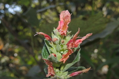 Acanthoideae