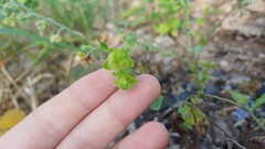 Cynoglossum officinale