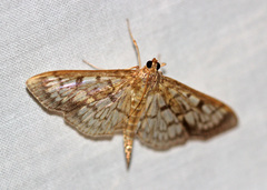 Herpetogramma thestealis