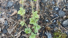 Cynoglossum officinale