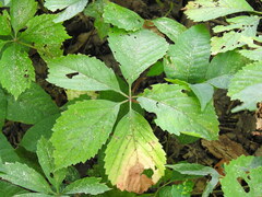 Parthenocissus inserta