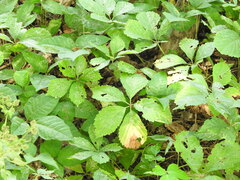 Parthenocissus inserta