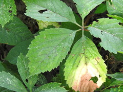Parthenocissus inserta
