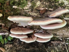 Ischnoderma resinosum