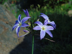 Leucocoryne ixioides