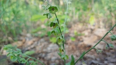 Cynoglossum officinale