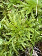 Sphagnum pulchrum