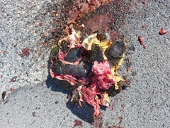 Emydoidea blandingii