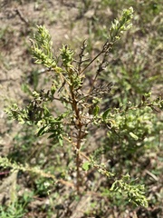 Cycloloma atriplicifolium