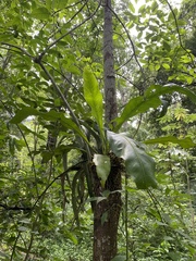 Anthurium schlechtendalii