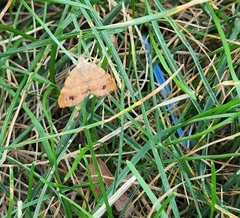 Mellilla xanthometata