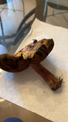 Boletus subvelutipes