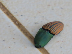 Chalcolepidius limbatus