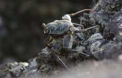 Grapsus albolineatus