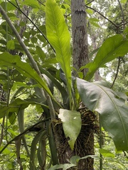 Anthurium schlechtendalii