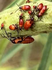 Oncopeltus fasciatus
