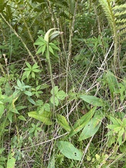 Cypripedium acaule