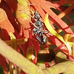 Myrmecia