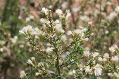 Baccharis pteronioides