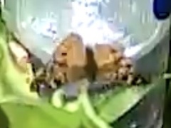 Nymphalidae
