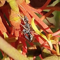Myrmecia