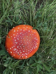 Amanita muscaria flavivolvata
