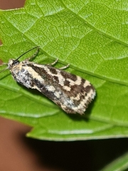 Acontia trabealis