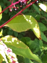 Phytolacca americana