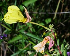 Oenothera elata