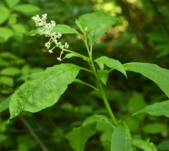 Pokeweed mosaic virus
