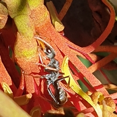 Myrmecia