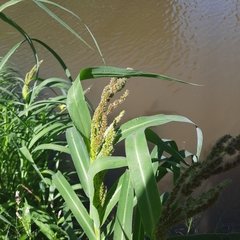 Sorghum bicolor