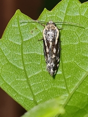 Acontia trabealis