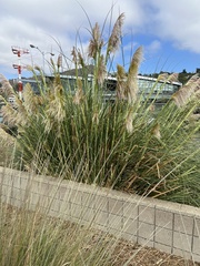 Cortaderia selloana